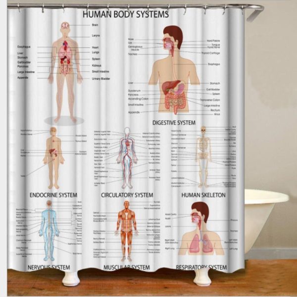 rideau douche avenue anatomie